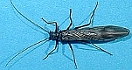 Taeniopteryx Stonefly